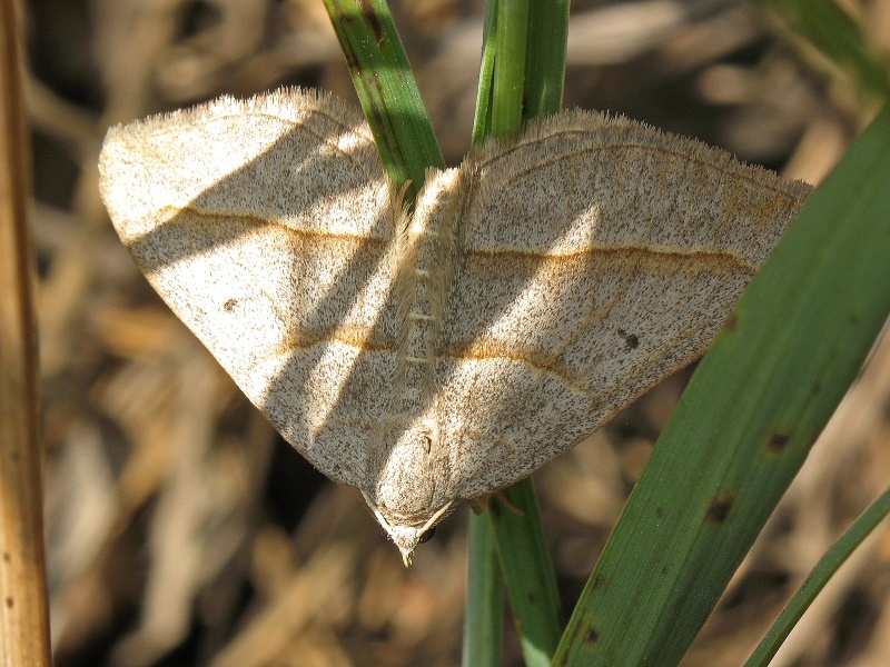 Scotopteryx mucronata (Scopoli, 1763)